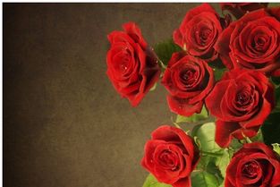 玫瑰花多少度以下会冻死