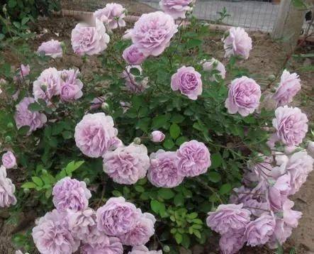 蓝色阴雨是大藤本还是小藤本