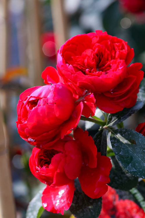 蒂娜爬藤月季优缺点