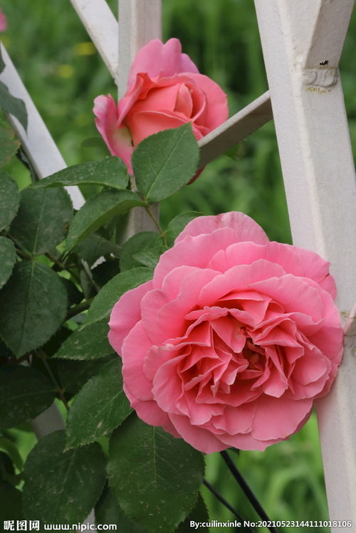 卡哈拉月季图片