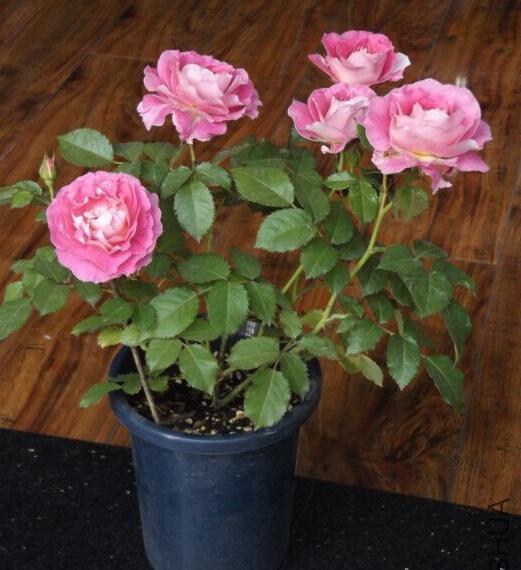 月季海神王图片