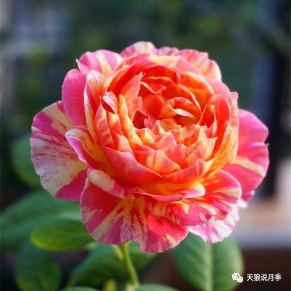 莫奈月季是爬藤的还是灌木的品种