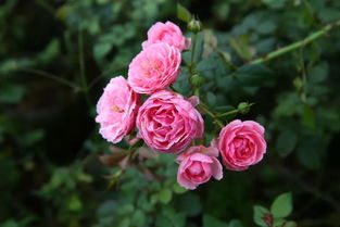 月季艾拉绒球好养吗