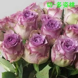 部分切花月季