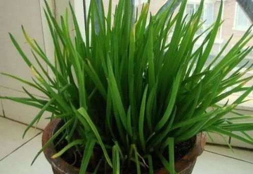 阳台种葱如何爆盆