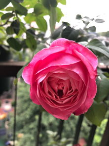 最值得入手的灌木月季品种