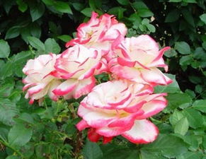 月季花种类大全名称