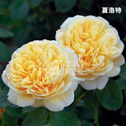 夏洛特夫人月季是什么月季 藤本月季还是灌木月季 勤花吗