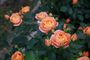 棒棒糖月季能活几年