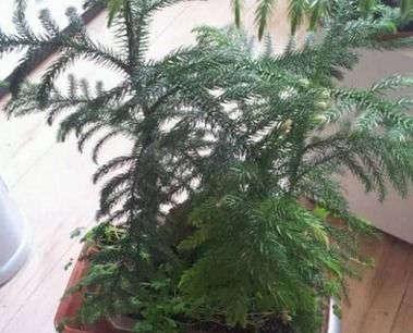 什么植物喜阴耐寒