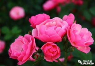 打造浪漫花墙花园 这些藤本月季你一个也不能少