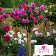 树状月季和棒棒糖月季哪个好