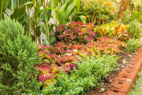 草本乔木灌木的区别