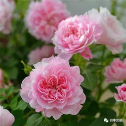 必入的月季品种