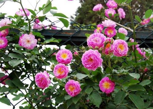 月季花刺划伤了,有毒吗