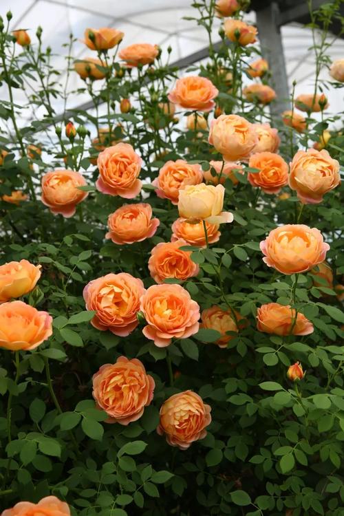 没想到,阳台也能种藤本月季,花开时节赏花品茶,美哉 月季花