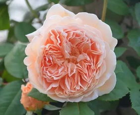 王妃月季是藤本还是灌木