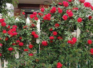 最好养的藤本月季