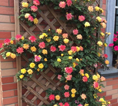 爬藤最快的月季