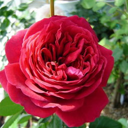 玫瑰国度的天使淘汰