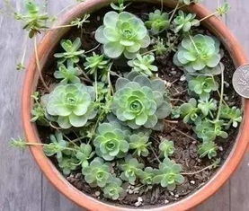 便宜又好养,最容易爆盆的多肉植物