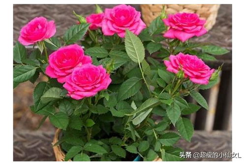 月季花的养殖方法和注意事项 月季花的养殖方法是什么