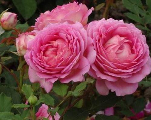 地栽最好养灌木月季排名