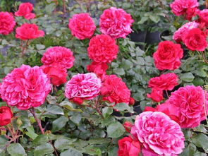 月季红色达芬奇的优缺点