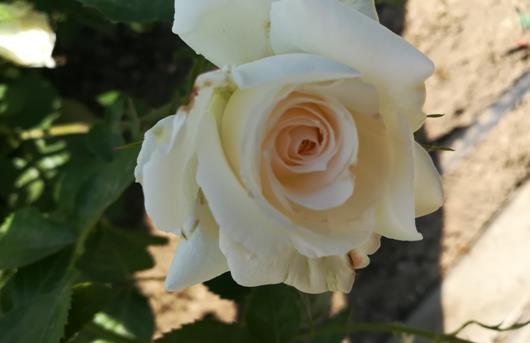 不用打药的月季品种