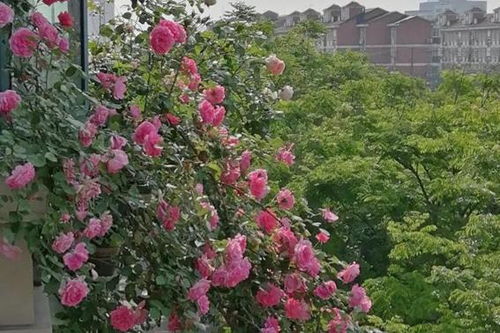 适合阳台垂吊的月季