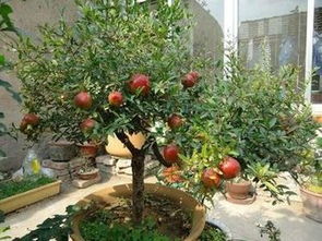 阳台种什么果树最旺