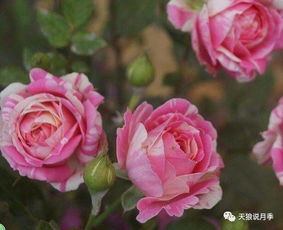 天狼十大月季排名