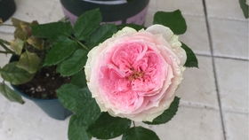 艾拉绒球的缺点