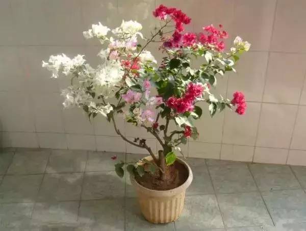 50种绿植花卉养殖大全,以后养花就靠它了