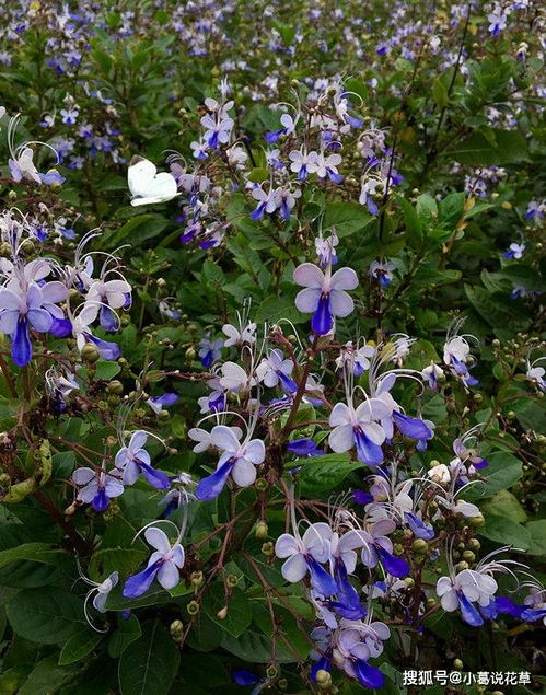 红色达芬奇月季长得快吗