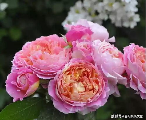 月季莫奈与果汁阳台谁更好