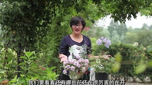 蓝色阴雨是爬藤月季吗