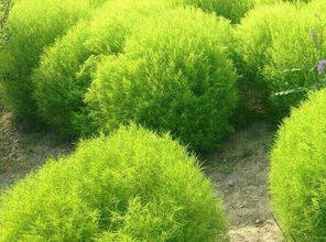 乔木与灌木与草本怎么区分