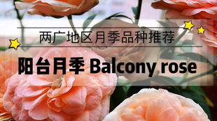 阳台族月季推荐品种