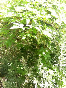 草本木本禾本藤本是什么分类