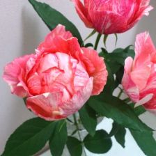 切花月季与普通月季的区别