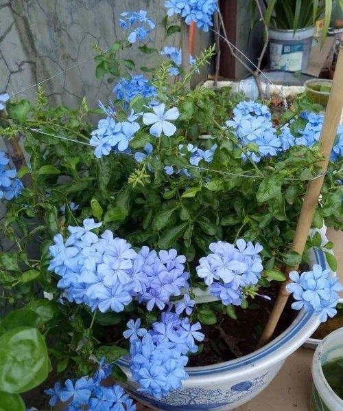 夏天养花,就选这5种,好看又好养,花一开 香气 飘满屋 茉莉