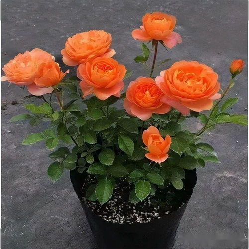 爬藤香味浓四季开花的月季