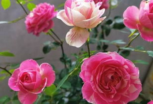 原生月季棒棒糖缺点