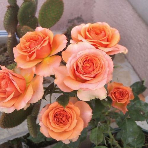 中国本土月季品种