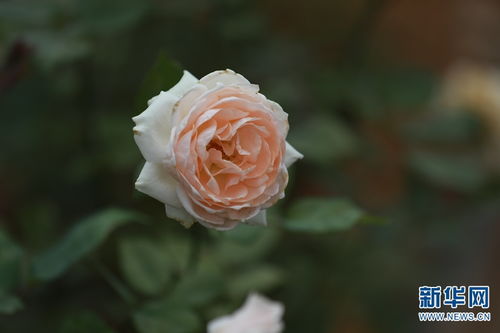 古老月季品种介绍