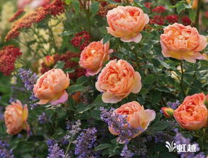 爬藤月季需要多深的土