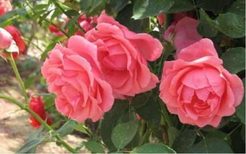 9月养花,首选5种,好养活,花期长,颜值高,晒晒太阳就爆盆 漂亮