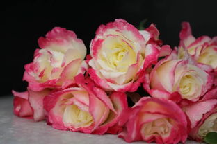 超级强香型月季品种排名