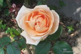 爬藤月季品种优缺点